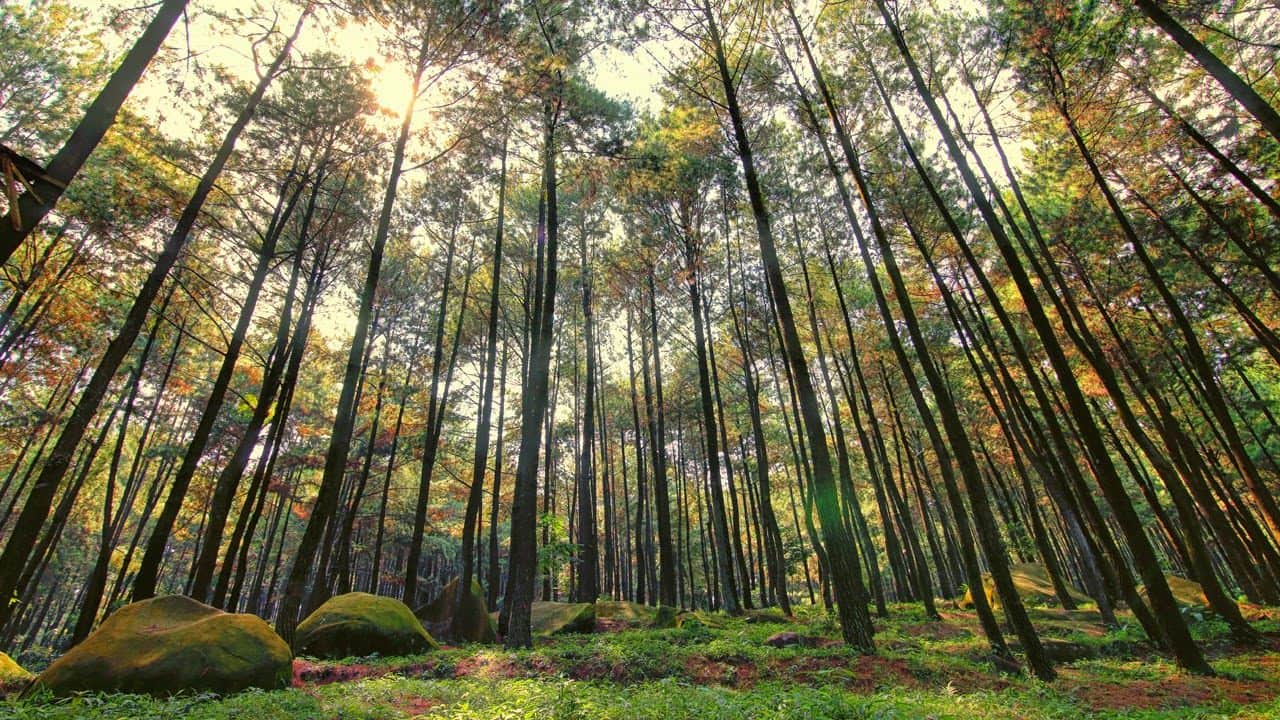 Malino Highlands